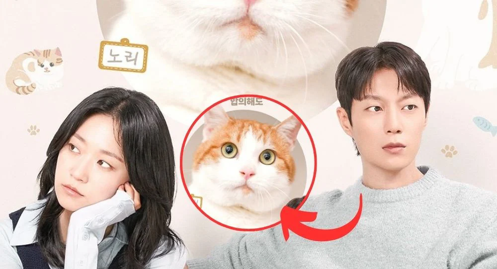 Cuộc Chiến Giành Quyền Nuôi Mèo